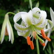 Ø±ÛŒØ­Ø§Ù†Ù‡ Ø¯Ø§ÙˆØ¯Ø¢Ø¨Ø§Ø¯ÛŒ